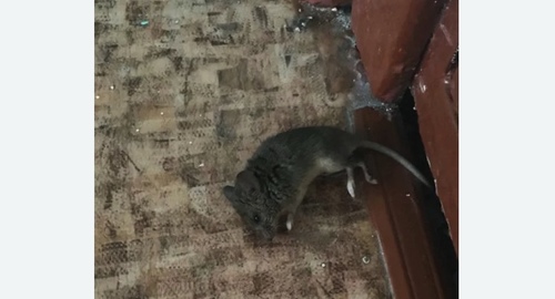 Дезинфекция от мышей в Кулебаках