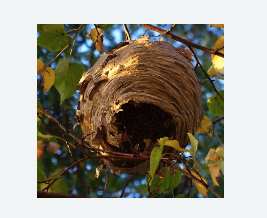 Обработка от шершней в Кулебаках