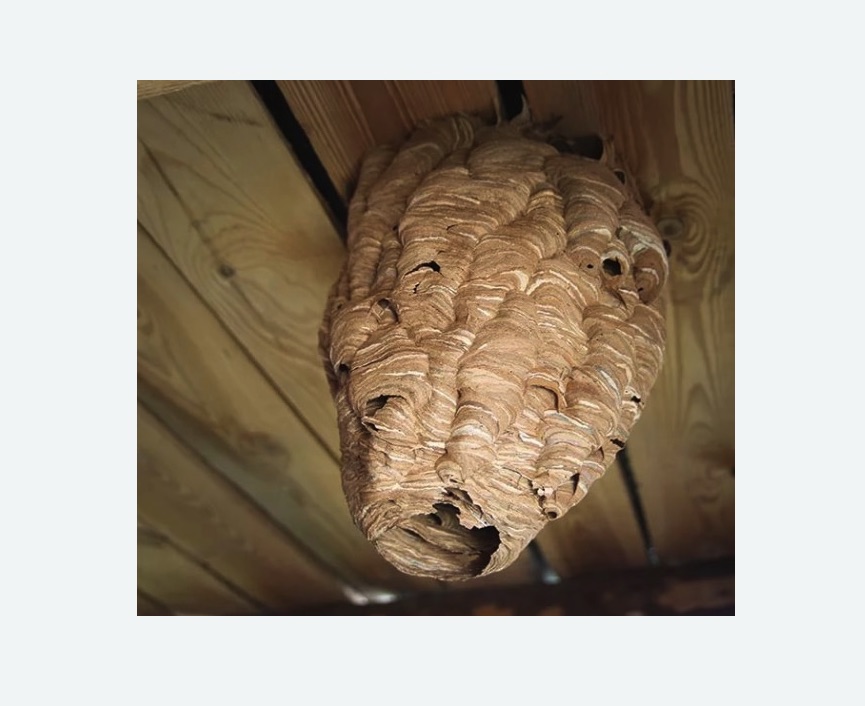 обработка от шершней в Кулебаках