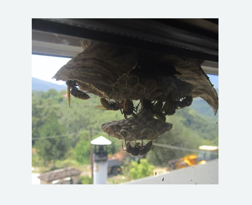 Уничтожение гнёзд шершней в Кулебаках