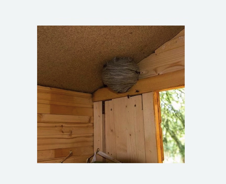 Обработка от ос в Кулебаках Обработка от ос