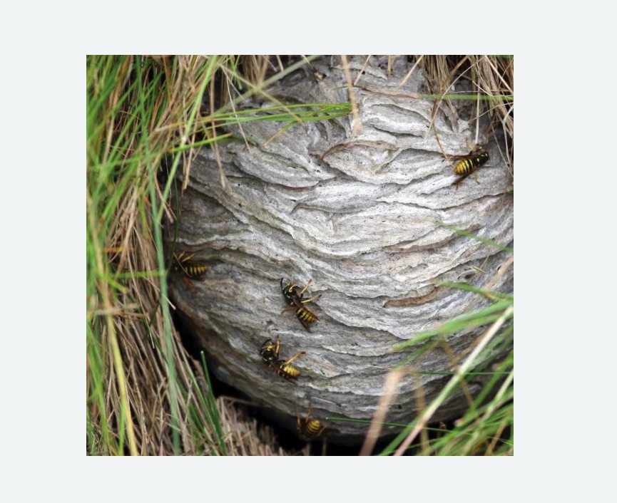 Уничтожение ос и ульев Уничтожение ос и ульев в Кулебаках